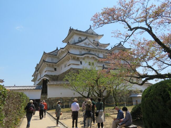 ツアーではあったが、関東から岡山空港経由で姫路市に入り、そして世界遺産の白鷺城と云われる姫路城に、桜が未だ残っている時期に観光しました。当日は天気が良くて、多くの観光客でごった返していましたが、何とか天守閣迄登ることが出来ました。ここには過去2回ほど来ているが、じっくりと見物できたのは今回が初めてであった。