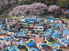 韓国桜旅情　2