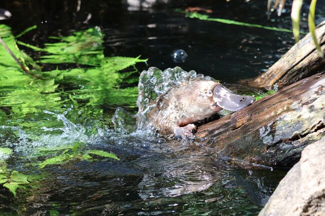 避暑旅シドニー④　タロンガ動物園でかわいい希少・固有種三昧！