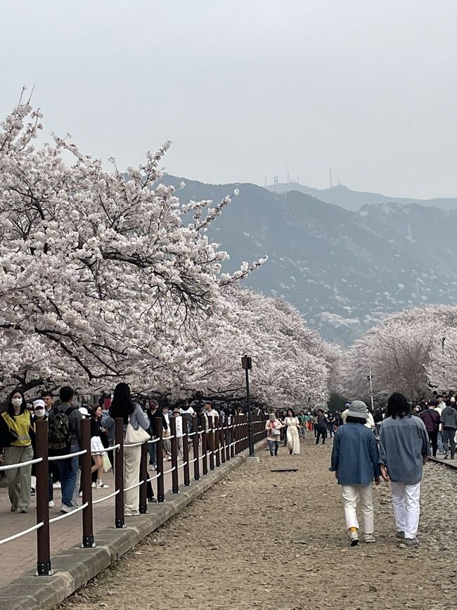 韓国桜旅情<br /><br />初韓国です。桜が満開で凄く迫力があった。