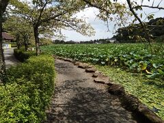 蓮華寺池公園