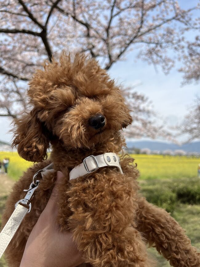 桜を見に行ってきました。<br />インスタ映えがしそうなスポットを検索。。<br />大阪市内からわりと近い、奈良県の藤原宮跡に決定。<br />その後は、明日香村の古墳を見物。<br />古墳の後は、子供が喜ぶ、ふわふわドームがある五條中央公園へ。<br />（奈良県は犬不可な公園が多いのですが、こちらはOKでした）<br />明日香村から五條中央公園へのグーグルの道が、<br />めちゃくちゃ細い道（狭い狭い住宅街）で、焦りました。。