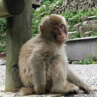 地獄谷野猿公苑(世界唯一・猿の温泉)