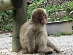 地獄谷野猿公苑(世界唯一・猿の温泉)