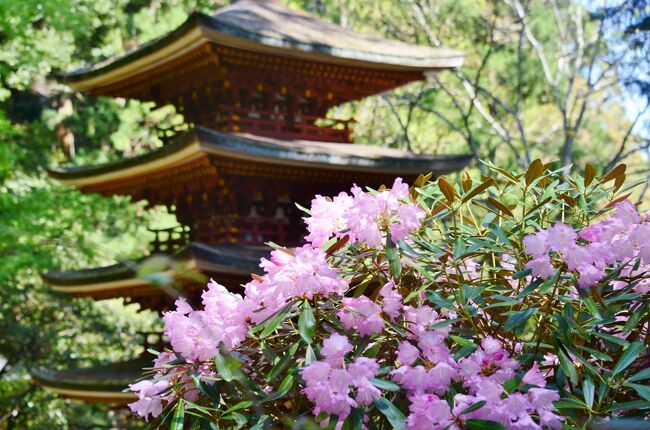 西国３３観音巡りと季節の花を求めて、奈良県へドライブする　　　　　　　　　　　　　　　<br />この旅行記は、室生寺の旅行記です<br /><br />長谷寺より、室生寺に向かう途中で、室生ダムに立ち寄る<br />「ととりの里公園」(宇陀市室生砥取)ではユーモラスなカカシが出迎えてくれました<br /><br />室生寺のシャクナゲは見事でした<br /><br />・室生寺<br />　女人禁制だった高野山に対し、女性の参詣が許されていたことから「女人高野」の別名があり、現在は石楠花（しゃくなげ）の名所としても知られています。現存の室生寺の堂塔のうち、創建頃（9世紀前半）にまで遡ると見られるのは五重塔のみであり、現在のような伽藍が整うまでには相当の年数を要したものと思われます。室生寺の四至には「門」を設けており、田口の長楽寺を東門、大野の大野寺を西門、赤埴の佛隆寺を南門、名張の丈六寺を北門としています。境内の建物や仏像の多くは、国宝や重要文化財等に指定されており、なかでも国宝の五重塔は屋外の五重塔では日本最小として知られています【うだ探訪ナビより】<br /><br />・入山料　　　６００円<br />　　　　　<br />・駐車料金　　６００円（おもや駐車場）　　　<br />　　　　　　　５００円（駐車場さかや）　　　<br />　　　　　　　　＊前者が、１００ｍほど、室生寺に近い<br /><br />・室生寺についてはこちら<br />　　　　http://www.murouji.or.jp/
