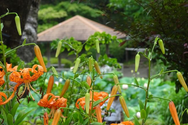 コロナ禍も終わりが近づき日常生活が見えてきた。<br />毎日、散歩で訪れる馬場花木園の花レポートも４年目に入った。<br />今回は2023年７月の花をレポートする。<br /><br />馬場花木園　2023年７月の花（２８種の花を掲載）<br />中国アサガオ、アサガオ、ルコウソウ、ハス、ミソハギ、ガマ、シロツメグサ、ハギ、フヨウ、ムクゲ、ヤマユリ、オニユリ、コオニユリ、カノコユリ、シロカノコユリ、カサブランカ、カンナ、タマスダレ、ラベンダー、サルスベリ、ヒマワリ、ヤエキキョウ、エゴノキ実、シロリンドウ、ムラサキルエリア、カッコウアザミ、フウセンカズラ、オミナエシ<br /><br />生き物<br />ツバメ、クロアゲハチョウ、ショウジョウトンボ、ハグロトンボ、ムギワラトンボ、シオカラトンボ、コシアキトンボ、ムラサキシジミ、ヒョウモンチョウ、ナミアゲハ、モンシロチョウ、ヒメアカタテハ、カマキリ、セミ<br /><br />過去の、馬場花木園散歩は以下。　<br />毎月の花（２０２０年1月～２０２１年１２月）<br />https://4travel.jp/travelogue_group/40122<br />毎月の花（２０２２年1月～）<br />https://4travel.jp/travelogue_group/42648<br /><br /><br />