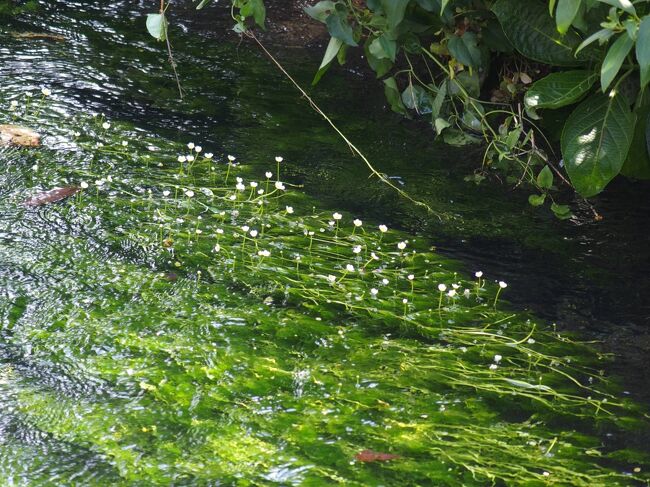 滋賀県の醒ケ井の梅花藻を見に出掛けました<br />地蔵川の中で可愛く咲いてました<br />丁子屋さんの梅花藻パウダー入りソフトクリームは330円、水まんじゅうラムネ、こしあん1個140円<br />水温14度のわき水の中で咲く梅花藻は涼しさ感じる夏にしてくれました<br />居醒の清水は日本武尊が伊吹山の大蛇と闘って負傷した傷を癒した清水<br />地蔵堂では毎年8月23日24日に地蔵盆会が行われるそうで飾り付けされてました<br />木彫美術館や旧郵便局醒ヶ井資料館は月曜日休館で入れませんでした<br />#梅花藻<br />#醒ヶ井<br />#地蔵盆会<br />#日本武尊<br />#居醒の清水<br />#梅花藻ソフトクリーム<br /><br />JR醒ヶ井駅前のかなやキッチンでびわます丼1450円、マスフライ定食850円美味しくいただきました<br />旧中山道沿いの了徳寺のオハツキイチョウは古代のイチョウのように葉の上に銀杏がなるイチョウで天然記念物<br />臨時駐車場が居醒の清水の近くで200円とお得でした<br />雲に乗って来たと伝わる飛行観音を祀る松尾寺も気になる所でした<br />#JR醒ヶ井駅<br />#かなやキッチン<br />#びわます丼<br />#マスフライ定食<br />#オハツキイチョウ<br />#了徳寺<br />#天然記念物<br />#飛行観音<br />#松尾寺<br /><br />居醒の清水にはハリヨもいました<br />純正種ではなくなってしまったそうで残念ですね<br />帰りに南濃梅園近くの北部浄水公園に立ち寄りハリヨを見てきました<br />滋賀や岐阜にはハリヨがまだ生息していますが他県にはいないようです<br />清流にしか生息しないようです<br /><br />梅花藻は福井県や兵庫県にも咲いているところがあるようですが、近くでは醒ヶ井が有名ですね<br />