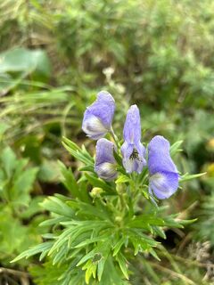 花の浮島　礼文島　野生を感じて