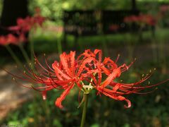 「エアリスの小さな森公園」の彼岸花_2023_赤い花が咲きました（群馬県・太田市）