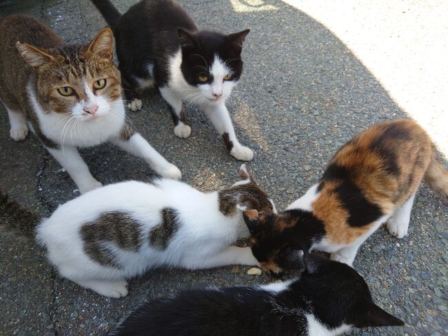 ９月１７日と１８日の連休で、猫を求めて家島に行きました。<br /><br />家島は２０２３年４月２０日から２２日まで,、１１０匹の猫の一斉TNRが行われました。たくさんいるし、すでにTNRされていれば餌やりも問題なさそうだし、フェリーも頻繁にでているし、比較的近いし（瀬戸内海や九州よりは）と、行ってみました。<br /><br />