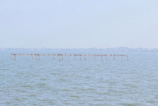 　潮来市の北浦湖畔でバードウォッチングを楽しんできました。<br /><br />表紙写真は、北浦の水原付近の風景です。<br />