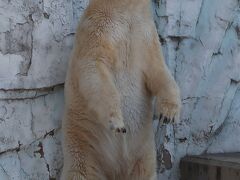 上野-1　上野動物園a　ホッキョクグマ・ライチョウ・ニホンザル・・　☆途中下車して一巡り