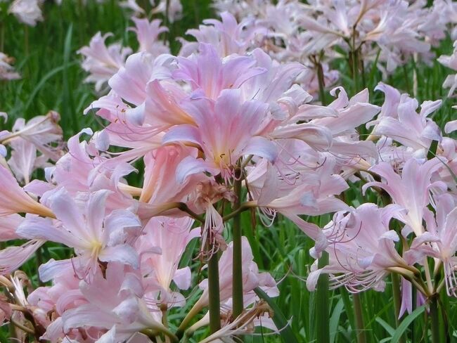 「ナツズイセン」と言う”優美＆気品＆可愛らしさ”を兼ね備えた花を知ったのは、今から6年前（2017年）になります。<br />万博記念公園内にあったフィットネスクラブの仲間から”今、万博記念公園の「桜の流れ・北側」に「ナツズイセン」と言う可愛い花が咲いているよ。時間があれば見物されたら如何ですか？”と紹介されたのが始まりでした。<br />早速、「ナツズイセン見物」に出かけ、花に出会った瞬間から魅了され、一目惚れしてしまいました。以降、夏になると「ナツズイセン見物」をすることが楽しみの一つになっています。<br />花はその年の気候に大きく左右されますので、綺麗に咲いている年もあれば、不作の年もありました。<br />そして、昨年、「ナツズイセン」が「桜の流れ・北側」だけでなく、「夏の花八景」にも咲いていることを知り、早速、見物に行ってきました。<br />良い悪いは別として、同じ「ナツズイセン」と言っても、花色等の雰囲気が違っていることを初めて知りました。<br />また、「ナツズイセン」は開花期間（”花の咲き始め～見ごろ”まで約一週間以内）が非常に短いため、開花状況を正確に把握する必要があると思います。<br /><br />そのような「ナツズイセン」見物でしたが、一見して、楽しんでいただければ有難く思います。<br /><br />※写真は、「桜の流れ・北側」に咲いていた、”優美＆気品＆可愛らしさ”を兼ね備えた「ナツズイセン」です。<br /><br />〈ナツズイセン（夏水仙）の豆知識〉<br />学名：Lycoris　squamigera<br />英名：resurrection　lily、magic　lily、pink　ladies、<br />和名：ナツズイセン・夏水仙<br /><br />「ナツズイセン（夏水仙）」は、ヒガンバナ科ヒガンバナ属の多年草です。<br />和名は、葉がスイセンに似ていて、花が夏に咲くことから付けられています。<br />ただし、植物学上はスイセンではなく、ヒガンバナの仲間です。<br />また、花が咲いている時期に葉が無いことから、俗に「ハダカユリ（裸百合）」とも呼ばれています。<br />地下に鱗茎を持ち、葉は早春に芽を出し、帯状で30～50㎝程度伸びます。そして、葉は夏になると枯れ、8月上旬から下旬に鱗茎一つに対して１本、60ｃｍほどの花茎を伸ばし、薄紅色の花を6～7輪まとまって咲かせます。<br />花は長さ7ｃｍ前後の筒状で、先端が6裂してラッパ状に開きます。<br /><br />「ヒガンバナ（彼岸花）」は花を咲かせて、花が枯れた後に葉が伸びるのに対し、「ナツズイセン（夏水仙）」は春に葉を出して、葉が枯れた後に花が咲きます。<br />ほとんどの人は、植物の葉が枯れるとそれでおしまいと思いますが、その後に花茎が伸びて、きれいな薄紅色の花を咲かせる不思議な花です。<br />英名で「resurrection　lily：復活・再起・盛り返しのユリ」と呼ばれていますが、全くその通りで、上手い名前を付けたものだと思います。<br /><br />〈余談になりますが・・。〉<br />薄紅色の花に水色が混ざっている背景は下記のようです。<br />日本に自生している「ナツズイセン（Lycoris　squamigera）」は、中国原産の「リコリス・スプレンゲリ（（Lycoris　sprengeri）」と「リコリス・ストラミネア（（Lycoris　straminea）」の自然交雑種で、古い時代に中国から渡来し、帰化したものと考えられているそうです。<br />交配親である「リコリス・スプレンゲリ」は中国雲南省原産のリコリスで、花弁の先が青味を帯びるのが特徴だそうです。