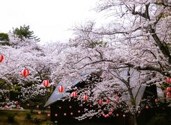 ２０２３年３月　山口県山陽小野田市　若山公園に桜を見に行きました。
