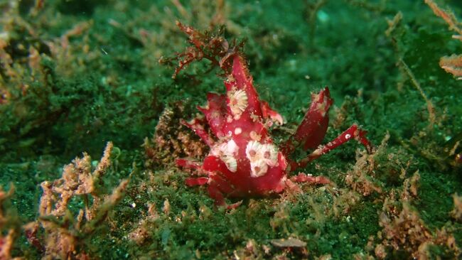 出張帰りに箱根の温泉に泊まり真鶴でダイビング