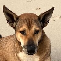 4年ぶりのサムイ　8日目