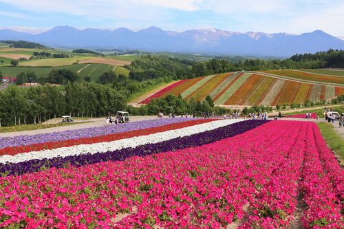 中富良野ラベンダー ドライフラワー 長め200本（中富良野