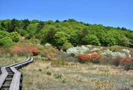 色とりどり お山のツツジ。井戸湿原へお手軽花見トレッキング