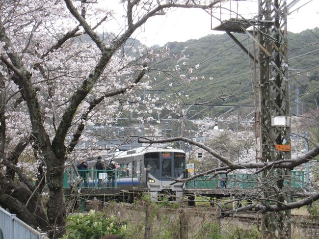 そろそろ春の足音が聞こえてくる季節。<br /><br />今年はどこにお花見に行こうかなと話していたところですが、一年前の2023年春に大阪の南の端にある桜の名所・山中渓に出かけた際の様子をお届けします。<br /><br />満開の桜を楽しんだのはもちろんのことですが、今回は以前訪れた際に存在を失念していた古民家カフェに立ち寄ることができました。