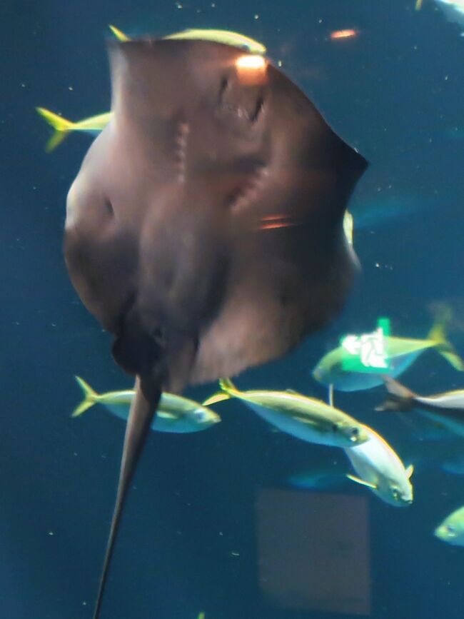 四国水族館は、香川県綾歌郡宇多津町にある水族館。2020年4月に開館した。総事業費は約70億円。水族館の建設は、株式会社四国水族館開発が行い、運営は株式会社アクアメントが受託する。<br />立地は宇多津臨海公園の一角で、2階建（延床面積は7184平方メートル）の建屋に78基の水槽（展示水量の合計は2233トン）を設置する。<br />常設展示は、約400種類・1400点。<br />本館1階：瀬戸内海ゾーン・太平洋ゾーン・深海ゾーン・海月ゾーン<br />綿津見の景：四国最大の650トンの水槽による、太平洋の回遊魚展示。「綿津見（わたつみ）」とは、海の神様のことです。転じて、神様がおられる大海原のことも意味します。四国水族館で最も大きなこの水槽では、四国の南部を流れる世界最大の海流「黒潮」に暮らす大小のさまざまな魚たちが、群れをつくったり、ダイナミックに遊泳したりする様子を展示しています。<br />神無月の景：アカシュモクザメを展示。水槽は底から見上げる形で設置される。<br />渦潮の景：鳴門の渦潮をモチーフとする展示。<br />本館2階：川獺がいた景<br />清流の女王の景：アユの生活史をモチーフとする展示。<br />（フリー百科事典『ウィキペディア（Wikipedia）』より引用）　<br /><br />四国水族館　については・・<br />https://shikoku-aquarium.jp/<br />