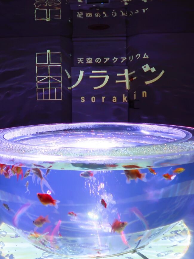 エレベーターホールにはソラキンの各フロアのコンセプトをイメージしたCGマッピングで「ワクワクドキドキ感」を演出し、ゲストを展望塔へと誘います。<br /><br />金魚・鏡・ミラーボールで演出された万華鏡をイメージした異空間<br />アクアリウムの「UWS ENTERTAINMENT」とミラーボールの「ミラーボーラーズ」、日本を代表する2つのクリエイター集団がゴールドタワーの「ソラキン」でコラボレーション。「金魚」という人間が作り出した生きた芸樹と異次元のアートワークを融合させた異空間、「天空の煌めき（KIRAMEKIゾーン）」をお楽しみください<br /><br />熱帯魚・草花で演出した森の中に迷い込む、冒険心くすぐる世界<br />水槽を〈水の惑星〉と称しアクアリウムの新スタイルを切り開いてきた日本を代表するアクアシーンの異端児「GA☆KYO MIYAZAWA」がプロデュースした「天空の潤い（URUOI ZONE）」は色とりどりの熱帯魚と瀬戸内の海、青空に包まれたオアシスを体感するゾーンです。(下記より引用））<br /><br />ソラキン　については・・<br />https://www.goldtower.co.jp/spi/sorakin/<br /><br />ゴールドタワーは、香川県綾歌郡宇多津町にあるタワーである。<br />ハーフミラーハーフミラー張りになっており、外部からは高層ビルに見えるが、実際には中間層は鉄骨のみである。<br />高さ：158m（127m：展望台）<br />改装・リニューアルオープン:2004年8月1日<br />運営が株式会社さぬきに移行されたあと、2020年3月にミラーボーラーがプロデュースする金魚の水槽展示を中心とした「ソラキン」としてリニューアルオープン。<br />（フリー百科事典『ウィキペディア（Wikipedia）』より引用）　<br />ゴールドタワーは、香川県綾歌郡宇多津町にあるタワーである。<br />ハーフミラーハーフミラー張りになっており、外部からは高層ビルに見えるが、実際には中間層は鉄骨のみである。<br />高さ：158m（127m：展望台）改装・オープン:2004年8月1日<br />運営が株式会社さぬきに移行されたあと、2020年3月にミラーボーラーがプロデュースする金魚の水槽展示を中心とした「ソラキン」としてリニューアルオープン。<br />（フリー百科事典『ウィキペディア（Wikipedia）』より引用）　<br /><br /><br />