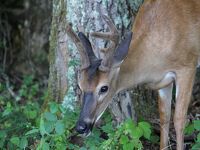 グレート・スモーキー山脈(ﾃﾈｼｰ州)_Great Smoky Mountains(TN)　ブラックベアにエルク！全米一訪問者が多い自然公園