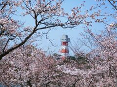 ２０２３年　山口県宇部市　ときわ公園で桜を見ました。