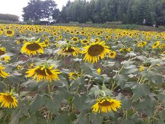 ☆猛暑の夏　所沢のひまわりと多摩湖☆2023年8月