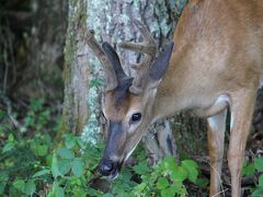 グレート・スモーキー山脈(ﾃﾈｼｰ州)_Great Smoky Mountains(TN)　ブラックベアにエルク！全米一訪問者が多い自然公園