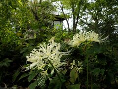 「常楽寺」の彼岸花_2023(3)_白い花は開花続き、早咲きの赤い花が咲き始めました（群馬県・太田市）
