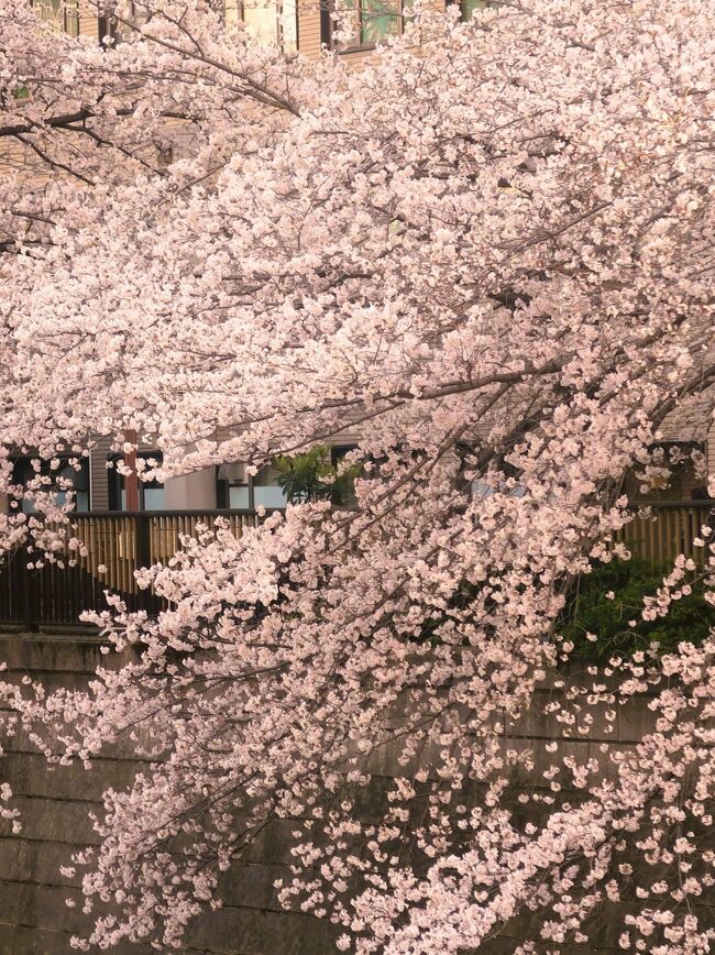  目黒川の桜　　東京都の人気ランキング：第5位<br /><br />世田谷区、目黒区、品川区を通り東京湾へと注ぐ目黒川。目黒区エリアは池尻大橋駅付近から約4kmに渡り約800本のソメイヨシノを中心とする桜並木が続き、中目黒駅から上流では、左右の川岸から桜がアーチ状に川を覆う。<br /><br />2023年は3月26日(日)中目黒桜まつり、4月1日(土)・2日(日)目黒イーストエリア桜まつりを開催。<br /><br /><br />snap　とは、動（パチン、ポキッ、カチッと）音をたてる，（ドア・ふたなどが）カチッと閉まる；噛みつく<br /><br />スナップ写真を撮る<br />Tom snapped a picture.　　トムは写真をスナップした。