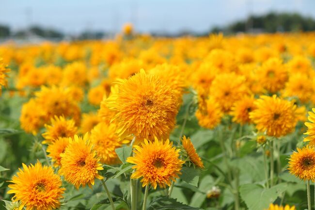 明野のひまわりと言えば山梨県が有名ですが、茨城県の明野地区にもひまわり畑があります。<br />他のひまわり畑よりもちょっと遅めの開花で8月下旬から9月にかけて、ひまわりフェスティバルが行われています。<br />2018年に一度行ったことがあって、八重咲きのひまわりが綺麗だったのでまた行きたいなぁと思っていたのですが、主人と都合が合わなかったり、コロナが流行ったりしてなかなか行けなかったのです。<br />今年はちょうど主人と休みが合ったので連れて行ってもらいました。<br />せっかくなので、道の駅も寄ってもらいました。