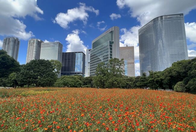 ぷらっと東京さんぽ《15》～徳川将軍家の庭園・浜離宮恩賜庭園のキバナコスモス＆築地プチ散歩～