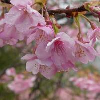 伊豆ドライブ1泊２日 ②　河津桜を見に河津町へ