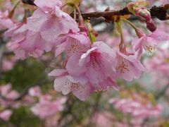 伊豆ドライブ1泊２日 ②　河津桜を見に河津町へ