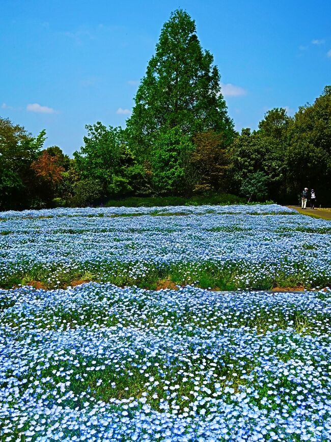 清水公園（しみずこうえん）は、千葉県野田市に所在する面積28万平方メートルの敷地を有する民営の自然公園。<br />サクラ（桜祭り）とツツジ（つつじ祭り）の名所であり、日本さくら名所100選に選定されている。所在地が開園時清水村だったことから通称として「清水公園」と呼ばれるようになりその名前が定着した。<br /><br />野田の醤油醸造業柏屋5代目の茂木柏衛により1894年（明治27年）4月3日に開園。現在は株式会社千秋社が管理・運営をしている。開園から約120年の間、地域密着・自然志向路線を貫いており、園内にある各種施設と豊かな自然が、地域住民の安らぎの場として四季を通じて親しまれている。キャッチコピーは「自然とともだち」。<br /><br />花ファンタジアは、総面積70,000平方メートルのフラワーガーデン。<br />公園西側の座生川沿いの湿地を造園し開園した。開園式は2002年（平成14年）3月26日に行われた。名称は「清水公園 花ファンタジア」に決定した。 <br />（フリー百科事典『ウィキペディア（Wikipedia）』より引用）　<br /><br />清水公園　については・・<br />https://www.shimizu-kouen.com/<br /><br />花ファンタジア　については・・<br />https://www.shimizu-kouen.com/fantasia<br />