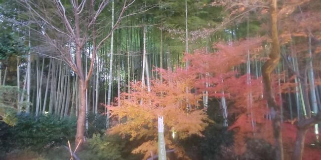 たった一日の京都旅だけで旅行記が3つになってしまうことは他の方にとって焦らすような行為となってしまい申し訳ございません。<br />今回の投稿で京都旅が最後となります。<br />京都旅が終わると次は大阪での旅となります。<br />京都旅最後は嵐山から離れ、ローカル電車で清水寺のエリアへ行きました。12月にも関わらず紅葉がライトアップされることもありすごく綺麗で見応えがありました。京都旅最後の締めに夜空を見上げがなら鴨川も見れることが至福のひと時でした。