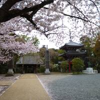 浦安・境川周辺と桜の御瀧不動へ