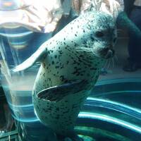 旭岳、富良野・美瑛から積丹半島の旅（四日目）～人気の旭山動物園は何だか暖かくて家族的な雰囲気。上野ファームに北鎮記念館も旭川では外せません～