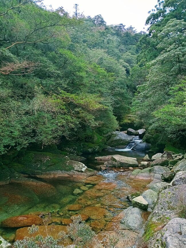 いつか屋久島の縄文杉に行きたい！と思い続けて、はや〇〇年。歩けるうちに行かないと…と焦るお年頃になっていました。<br />日頃登山をするわけでもない普通のシニア夫婦。頑張って登ってきたので、記念に旅行記にしておきます。<br /><br />屋久島を訪れる季節については結構迷いました。登山に慣れていないため、極力雨は避けたい。また、土日含めた日程だが混んでいるのも避けたい。・・・ということで、3月中旬を選択。雨の日の予備日として最終日を用意していましたが、結果、4日間とも晴れでした！<br />1日目　島内観光<br />2日目　縄文杉<br />3日目　白谷雲水峡、サンカラスパ<br />4日目　島内観光<br /><br />３日目は、白谷雲水峡へトレッキング。そして、この日の宿泊先、サンカラホテル&amp;スパ 屋久島でゆっくり過ごしました。<br />４日目は、屋久島焼きやお土産を買ったり、まだ訪れていなかったスポットに寄ったりしてから、東京への帰路につきました。<br />