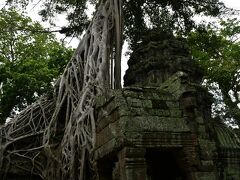 巨木に覆われたタプロム寺院