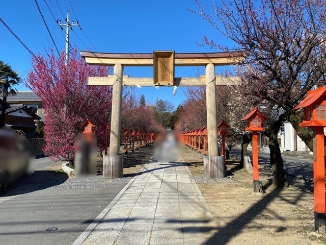 全国旅行支援で佐野に行って来ました。写真は朝日森天満宮の鳥居と梅の参道