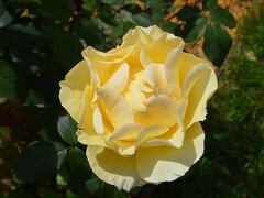 カザンラク - バラ公園のバラ -