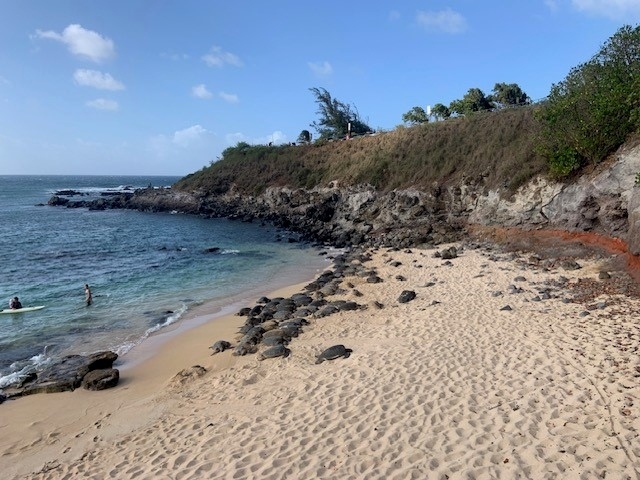 2023年8月 ハワイ３島(オアフ・マウイ・ハワイ）周遊旅行⑤マウイ島Ⅲ