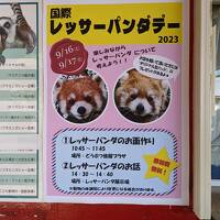 【レッサーパンダ遠征記】IRPD2023（２）三年越しの参戦！宮崎市フェニックス自然動物園のレッサーパンダデー