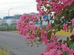 散歩  百日紅を見て来ました 2023.09.07