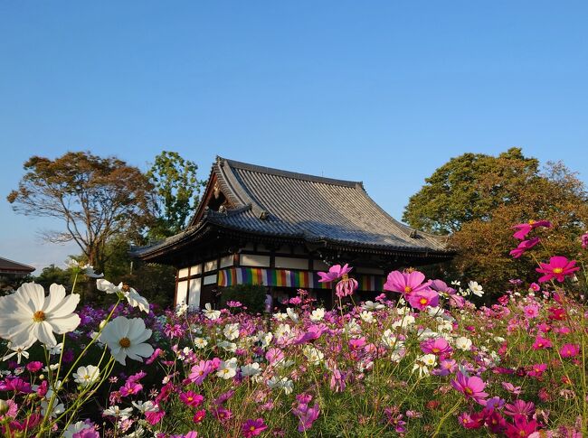 奈良国立博物館の「正倉院展」を見るために奈良に行きました。<br />最大の目的である正倉院展は、予約時間が夕方だったため、それまで奈良市内を駆け足で観光することにしました。<br />有名どころをひとめぐりした後、夕暮れ時に訪れた般若寺のコスモスに日頃の疲れが癒されました。