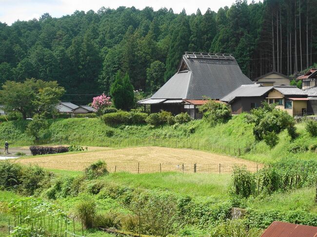 2023年9月。9月になっても酷暑が続く京都。少しでも涼しいところへと、大原へ。サルスベリや秋海棠が満開の三千院、来迎院、寂光院と回りました。鯖街道らしく、鯖寿司も。<br /><br />・三条京阪からバスで大原へ<br />・三千院への道。秋海棠、青もみじ<br />・三千院境内<br />　　客殿から宸殿、有清園から往生極楽院（国宝の阿弥陀三尊像）<br />　　弁天池と苔、わらべ地蔵<br />　　金色不動堂、阿弥陀石仏、おさな地蔵<br />・来迎院<br />・寂光院<br />・やましょうで鯖寿司<br /><br />表紙写真は、大原のどこかなつかしい風景。