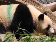 2023年７月　リッチモンドホテル浅草にお泊り後編　浅草寺の夜景と翌日は上野動物園でパンダ、パンダ、パンダ！