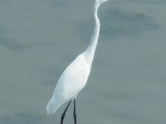 【日帰り】東京港野鳥公園